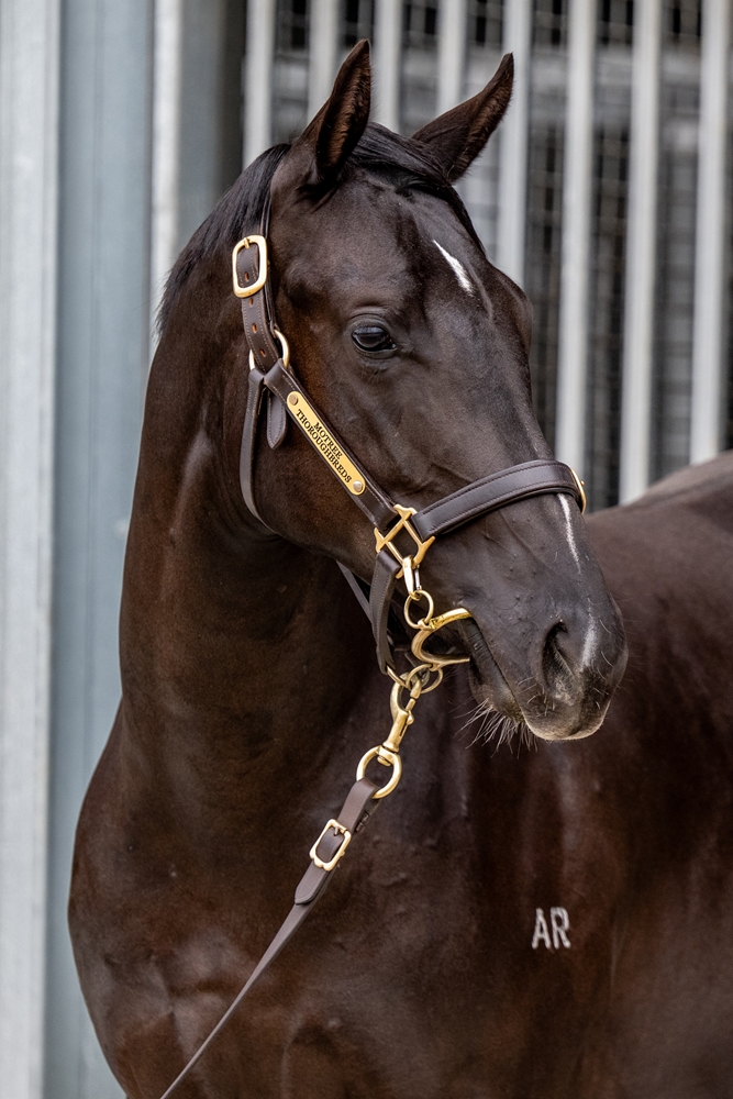Hanseatic (AUS) / Princess de Lamour (AUS) 2024 Filly - Image 2