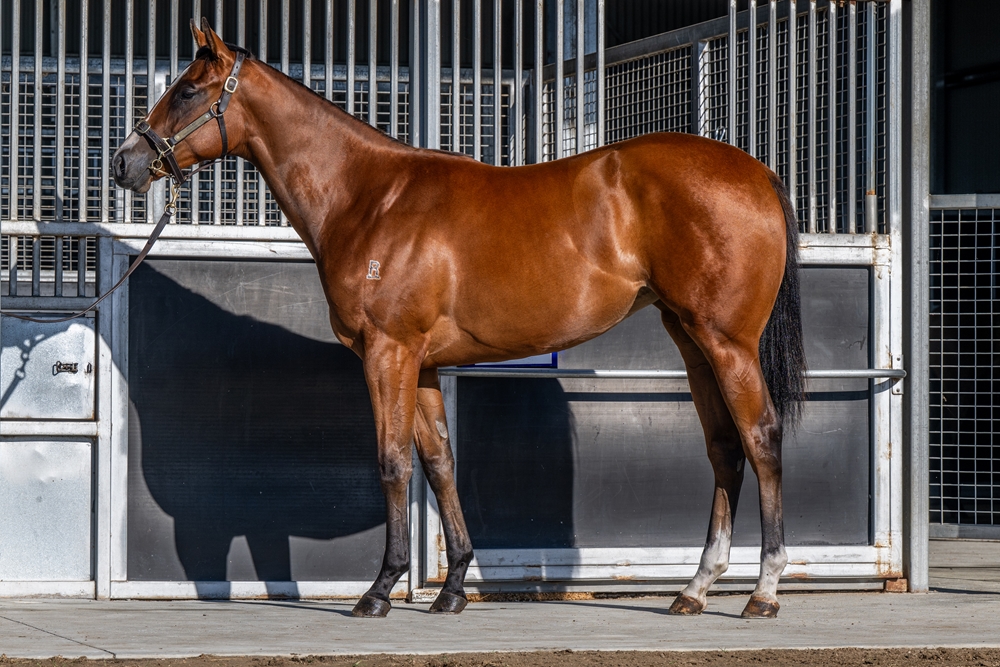 Wordsmith (AUS) / Private Profit (AUS) 2024 Filly - Image 1
