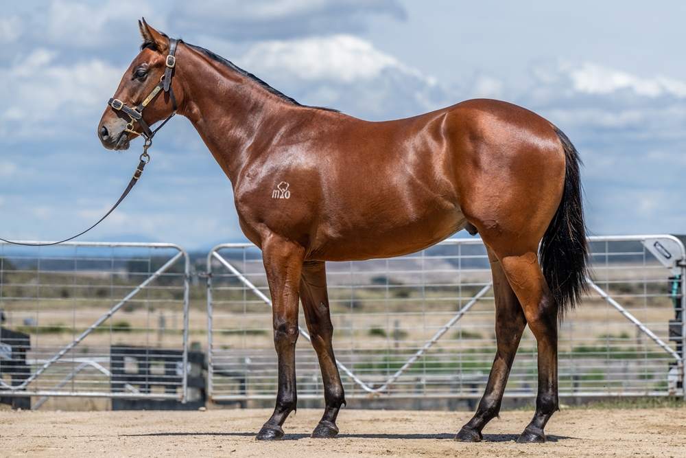 Diatonic (JPN) / Ramatuelle (AUS) 2024 Colt - Image 1