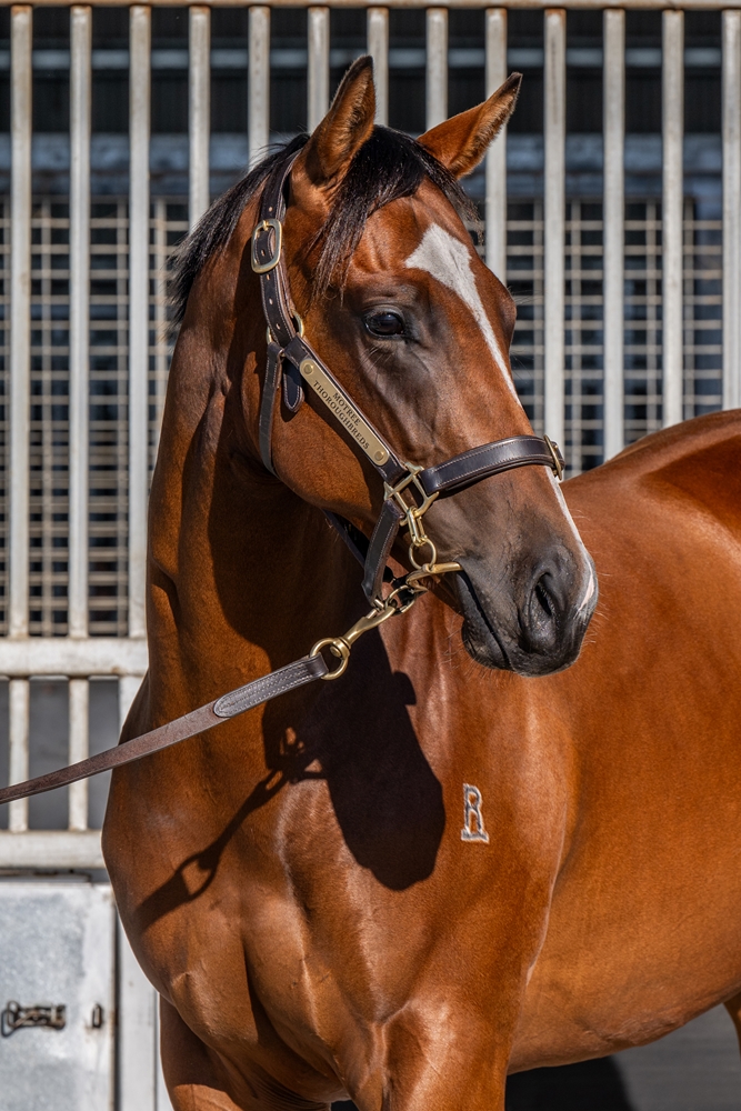Wordsmith (AUS) / Private Profit (AUS) 2024 Filly - Image 2