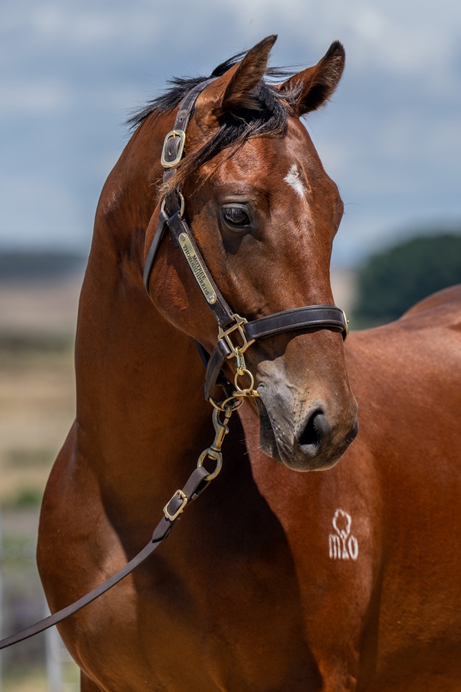 Diatonic (JPN) / Ramatuelle (AUS) 2024 Colt - Image 2