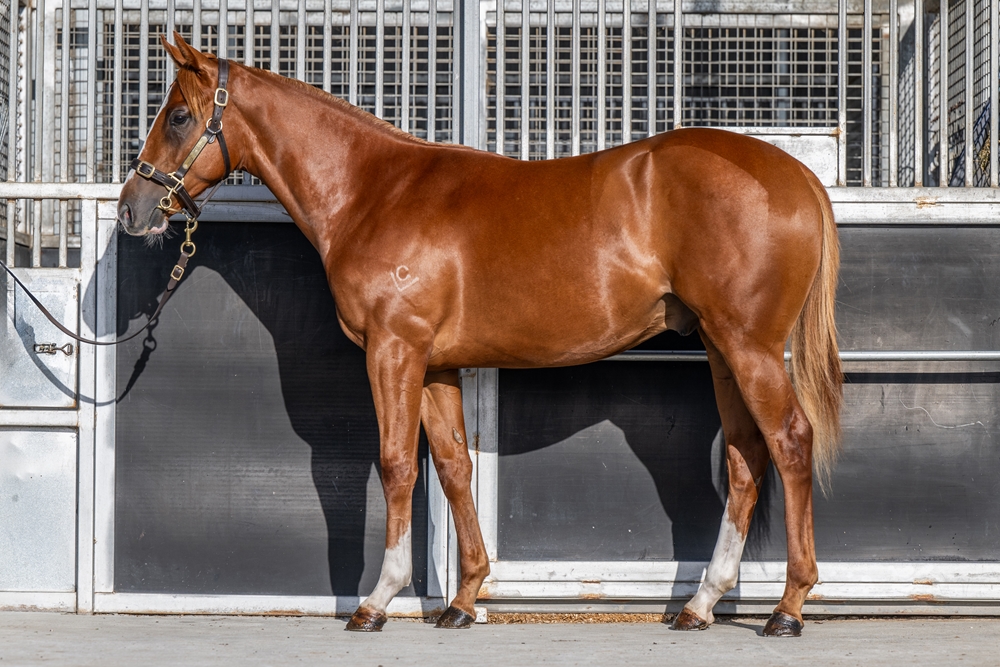 Stratosphere (AUS) / Red Letter Lady (AUS) 2024 Colt - Image 1