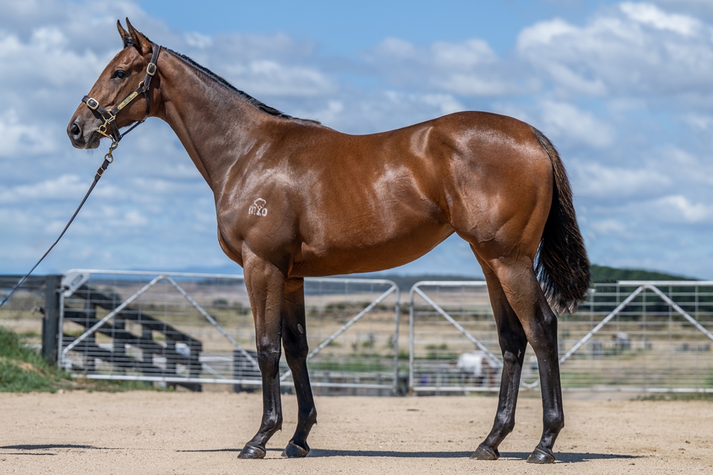 Needs Further (AUS) / Sacred Force (AUS) 2024 Filly - Image 1