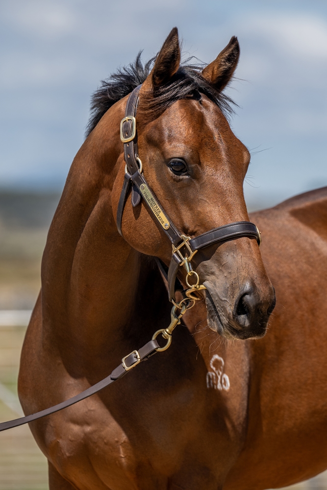 Needs Further (AUS) / Sacred Force (AUS) 2024 Filly - Image 2