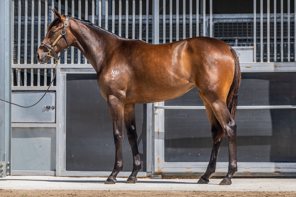 Quick Thinker (AUS) / Winay Wayna (AUS) 2024 Filly - Image 1