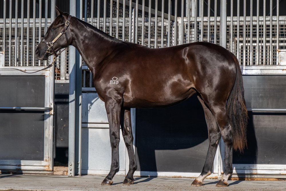 Yulong Prince (SAF) / All American Dream (AUS) 2024 Filly - Image 1