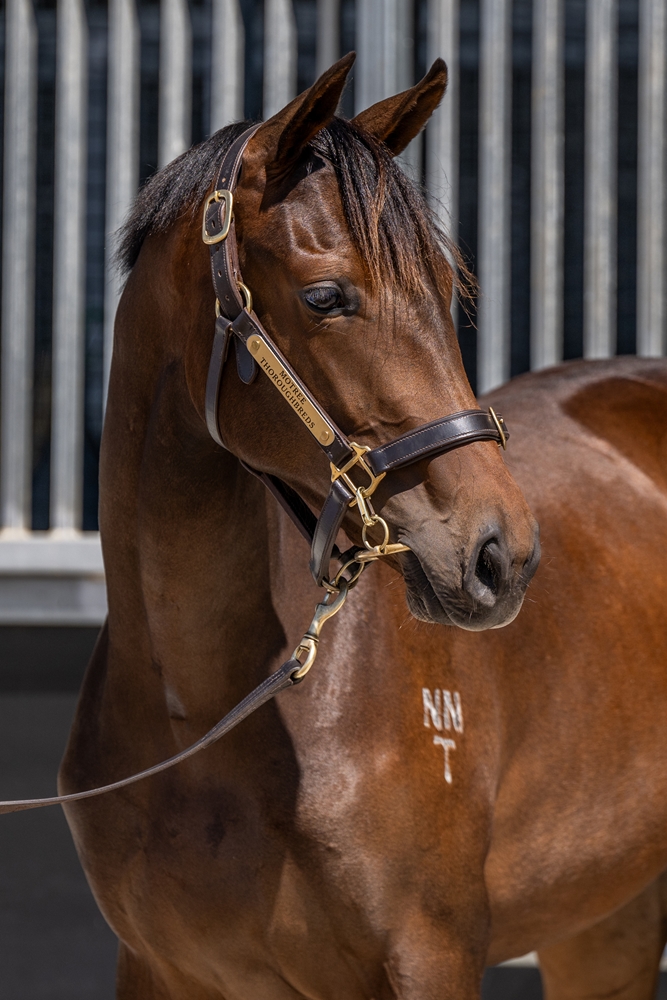 Quick Thinker (AUS) / Winay Wayna (AUS) 2024 Filly - Image 2
