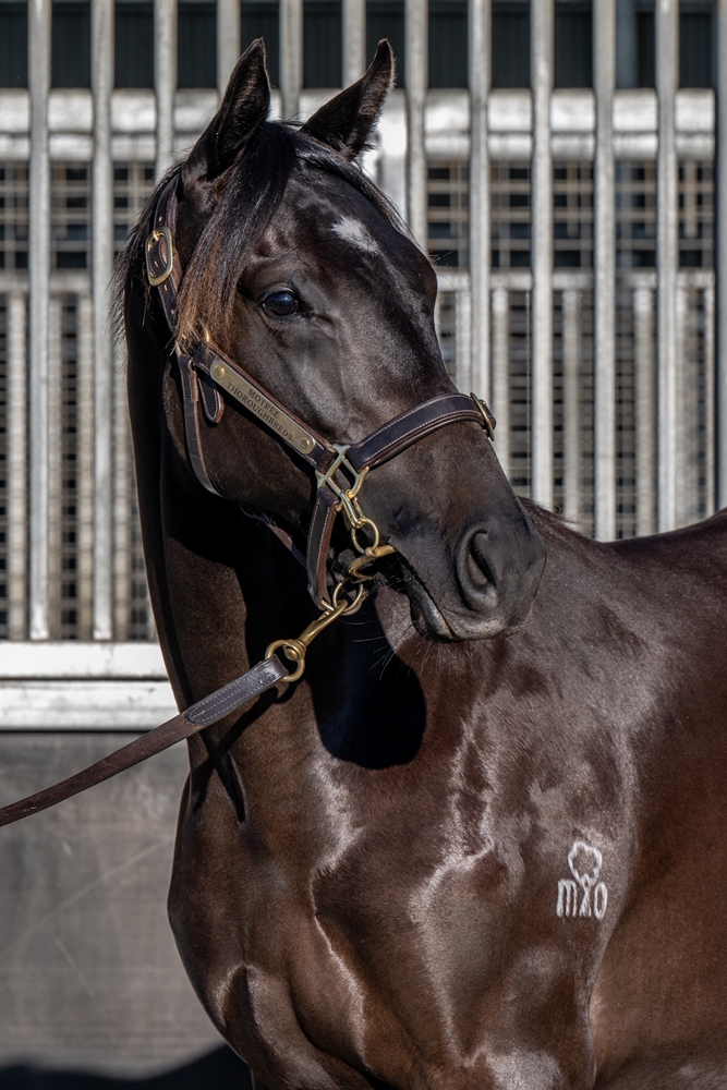 Yulong Prince (SAF) / All American Dream (AUS) 2024 Filly - Image 2