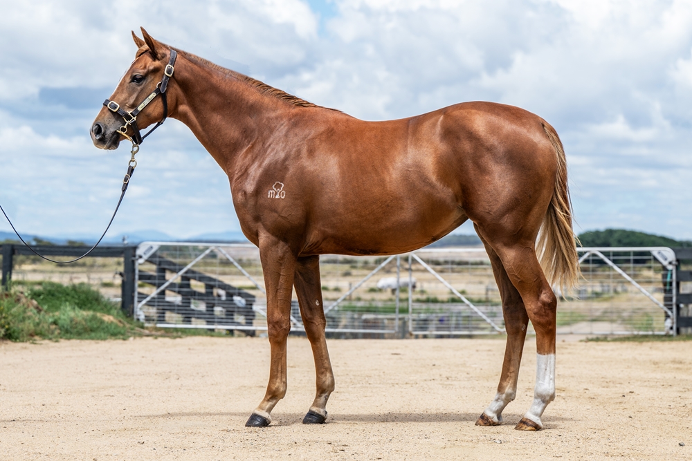Gold Standard (AUS) / Banca Star (AUS) 2024 Filly - Image 1