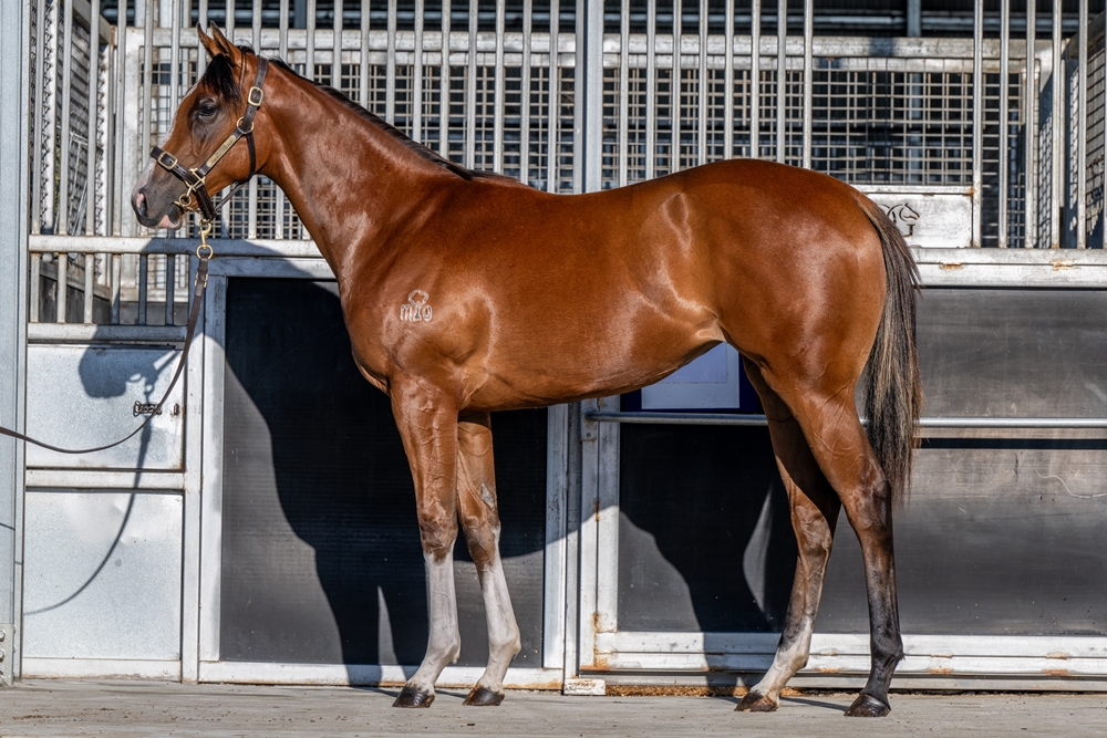 Stratosphere (AUS) / Breathtaking (AUS) 2024 Filly - Image 1
