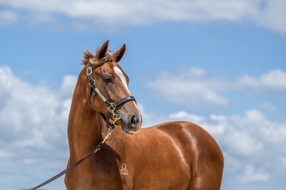 Gold Standard (AUS) / Banca Star (AUS) 2024 Filly - Image 2