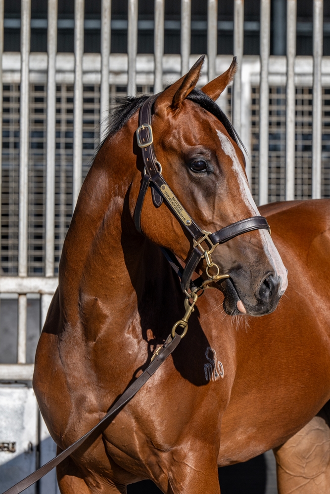 Stratosphere (AUS) / Breathtaking (AUS) 2024 Filly - Image 2