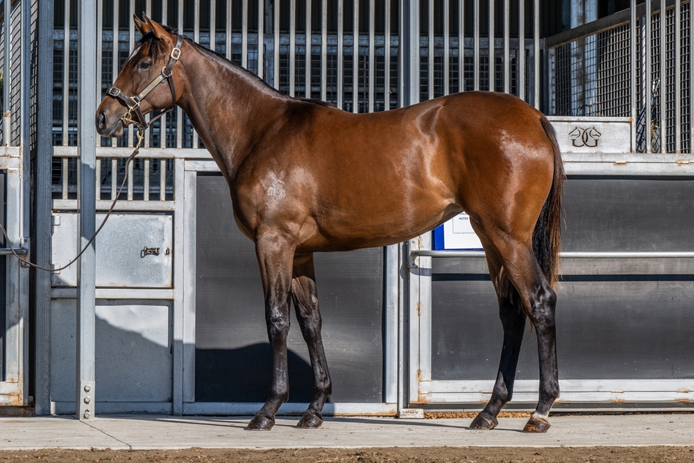 Quick Thinker (AUS) / Catch a Moment (AUS) 2024 Filly - Image 1