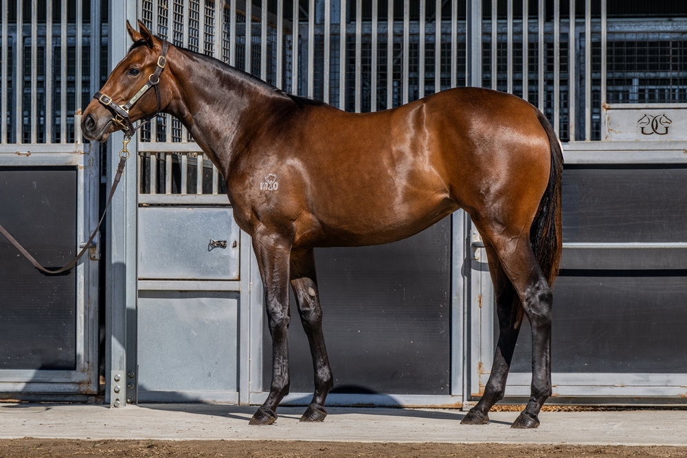 Quick Thinker (AUS) / Chocolate Moon (AUS) 2024 Filly - Image 1