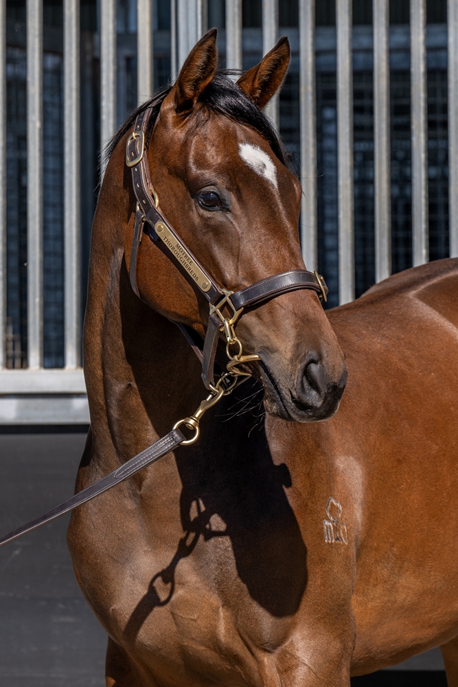 Quick Thinker (AUS) / Catch a Moment (AUS) 2024 Filly - Image 2