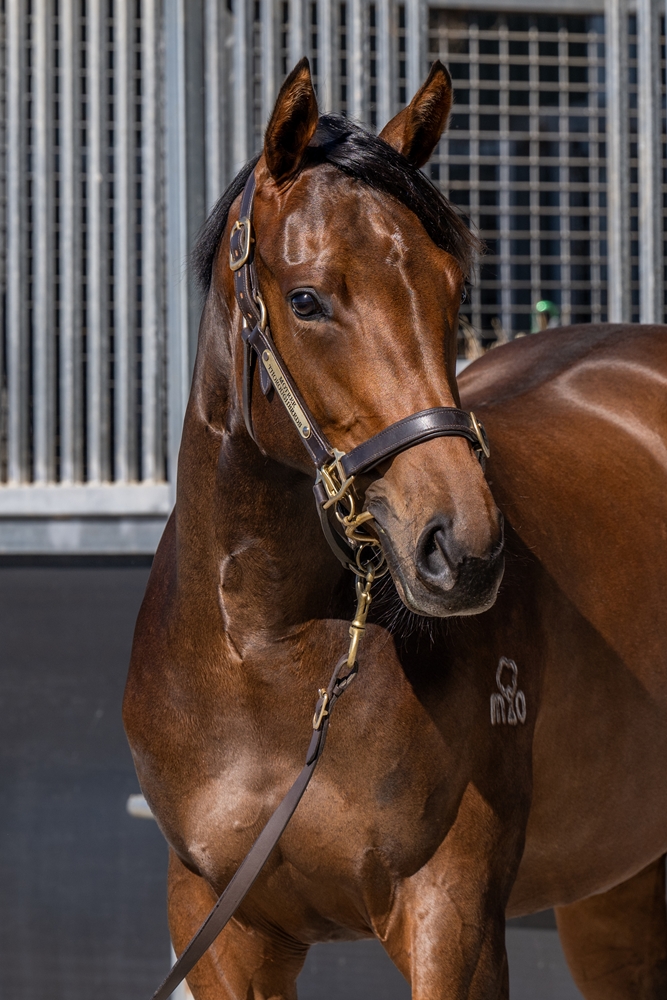 Quick Thinker (AUS) / Chocolate Moon (AUS) 2024 Filly - Image 2