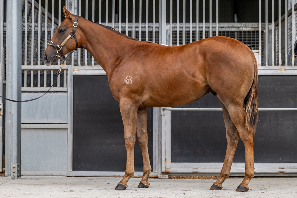 Rich Enuff (AUS) / Delorosa (AUS) 2024 Colt - Image 1