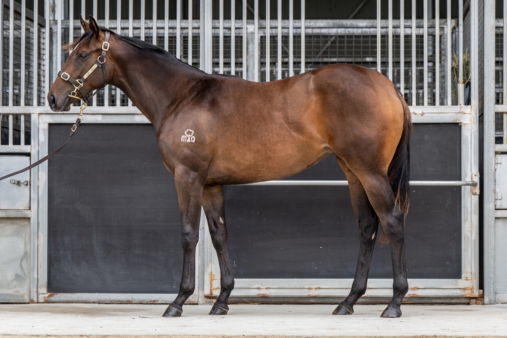 Nicconi (AUS) / Desirable Miss (AUS) 2024 Filly - Image 1
