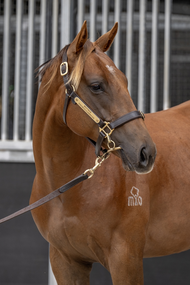 Rich Enuff (AUS) / Delorosa (AUS) 2024 Colt - Image 2