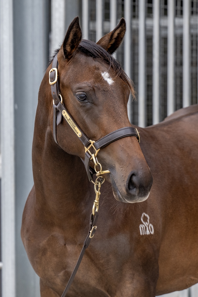 Nicconi (AUS) / Desirable Miss (AUS) 2024 Filly - Image 2
