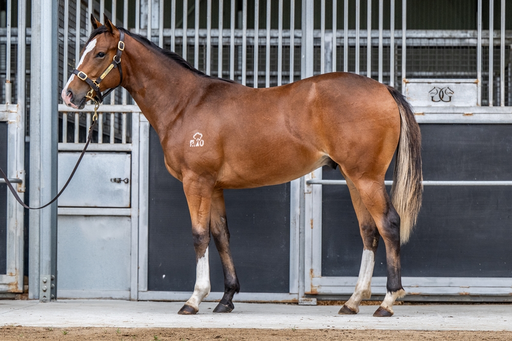 Quick Thinker (AUS) / Gee Gees Jennia (AUS) 2024 Colt - Image 1