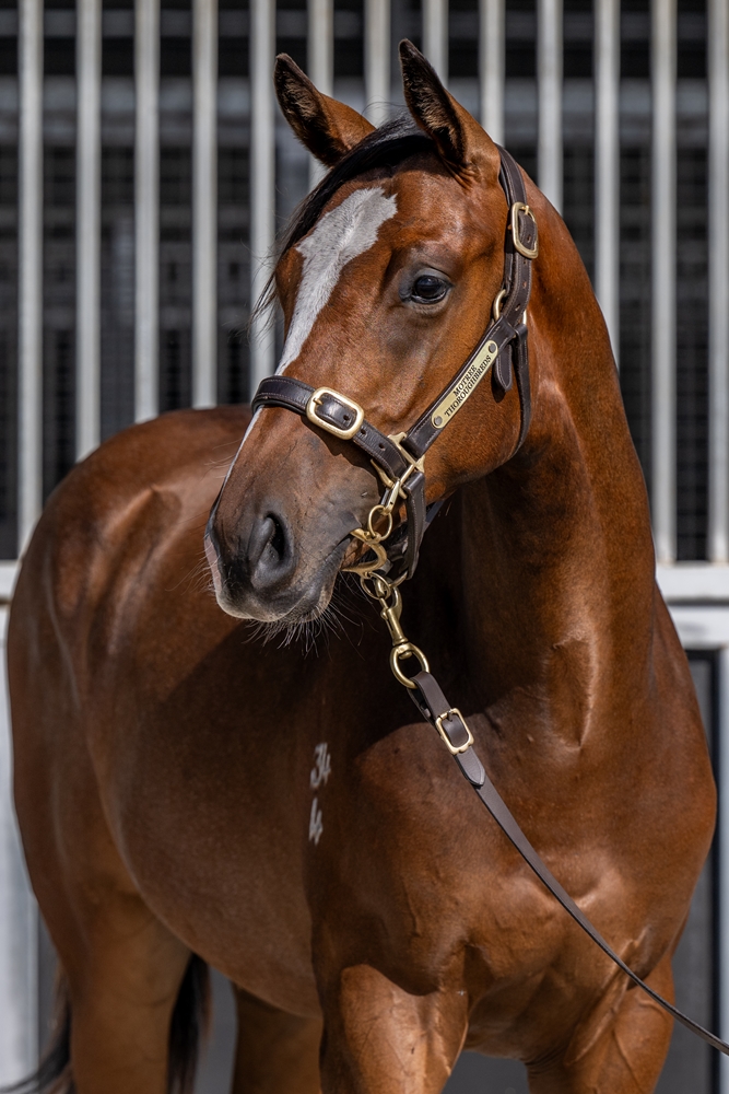 Quick Thinker (AUS) / Gee Gees Doubleyou (AUS) 2024 Colt - Image 2