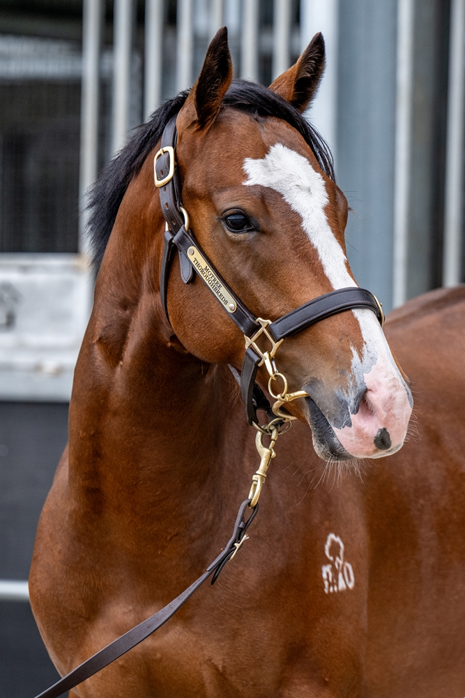 Quick Thinker (AUS) / Gee Gees Jennia (AUS) 2024 Colt - Image 2
