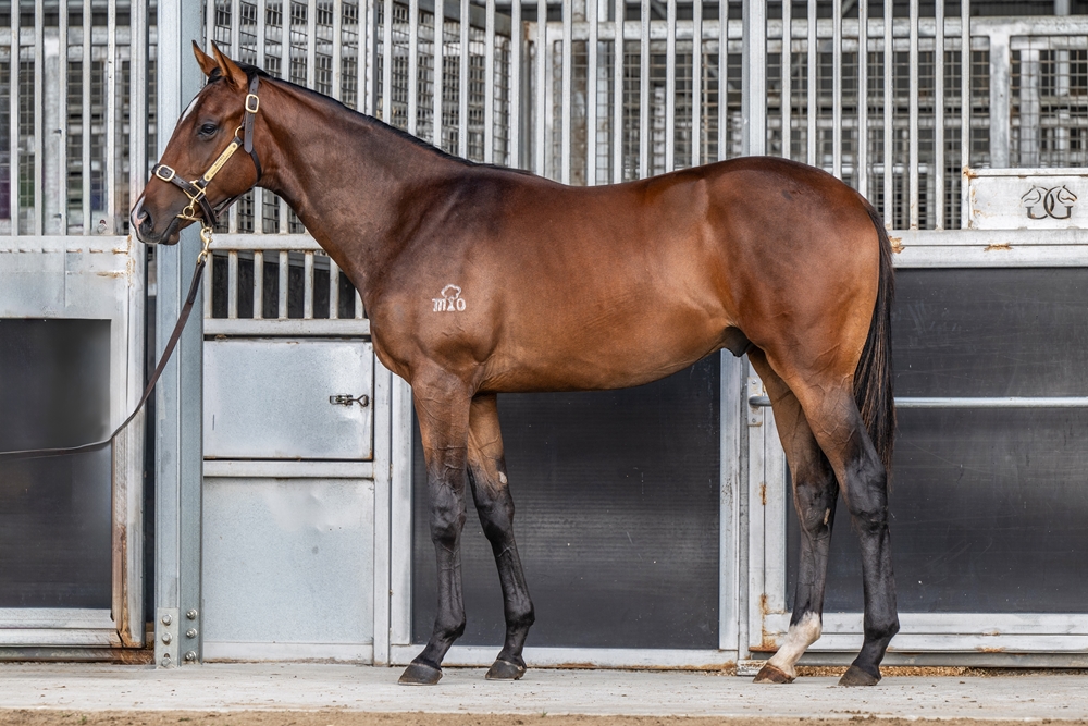 Grunt (NZ) / Great Panache (AUS) 2024 Colt - Image 1