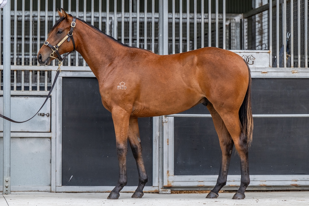 Turffontein (AUS) / Hallowed Belle (AUS) 2024 Colt - Image 1