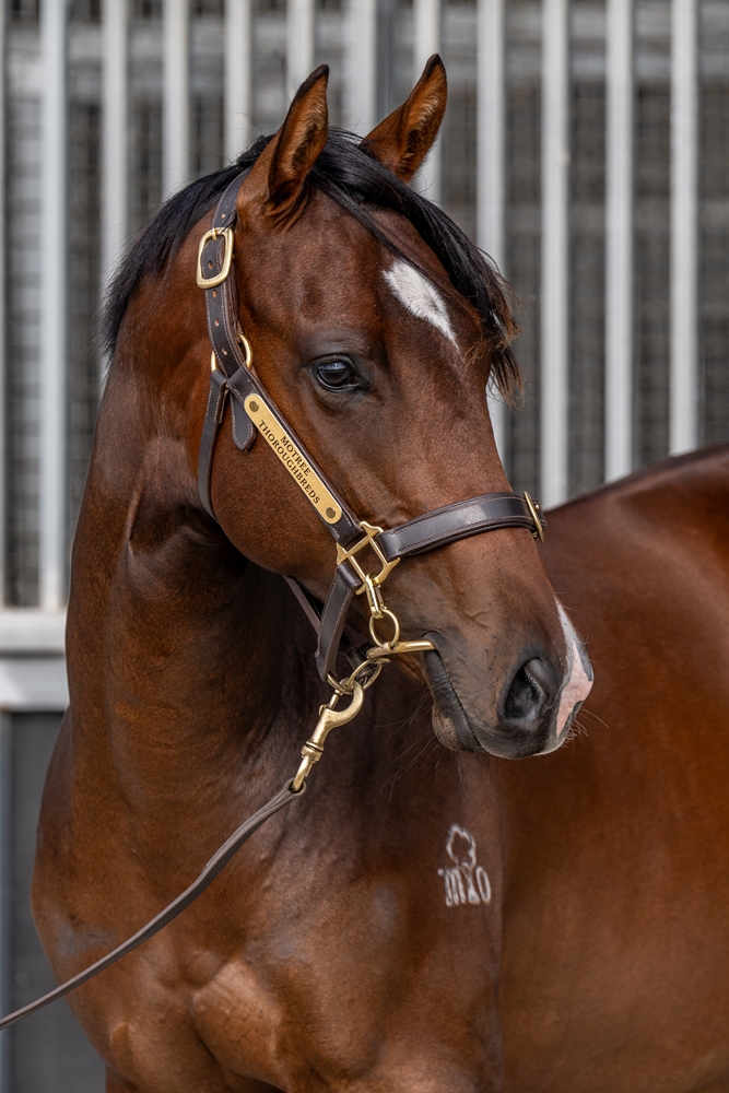 Grunt (NZ) / Great Panache (AUS) 2024 Colt - Image 2