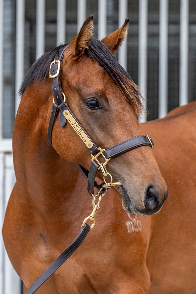 Turffontein (AUS) / Hallowed Belle (AUS) 2024 Colt - Image 2