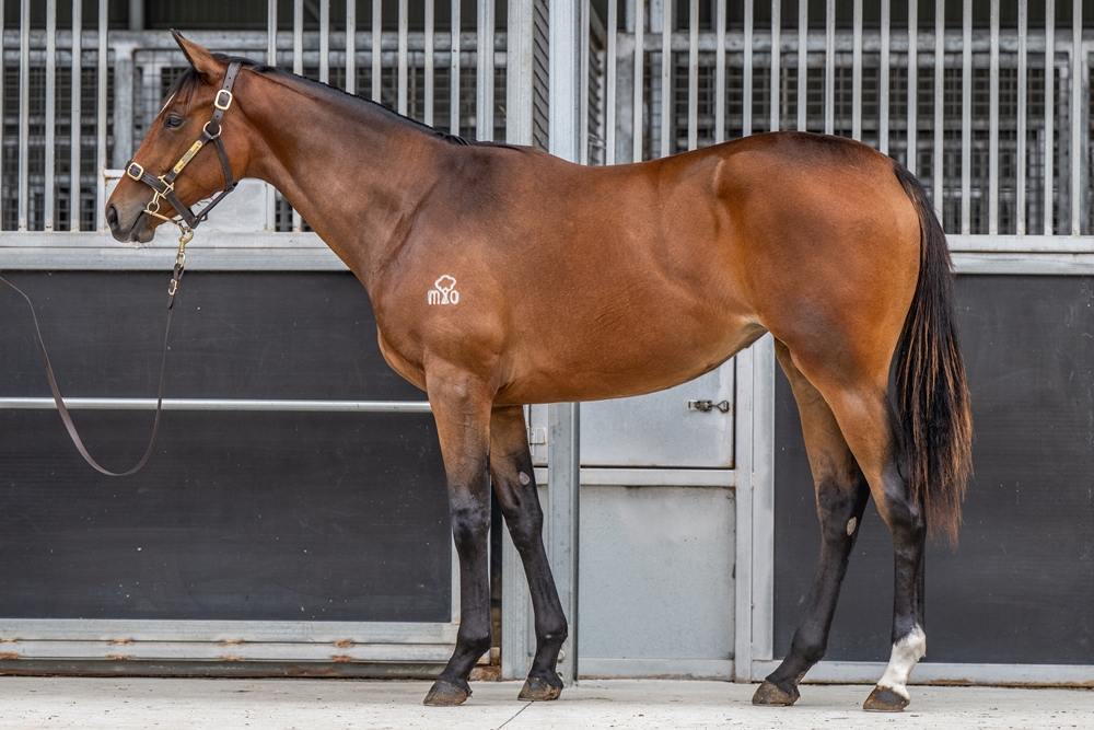 Quick Thinker (AUS) / Heaven's Delight (AUS) 2024 Filly - Image 1