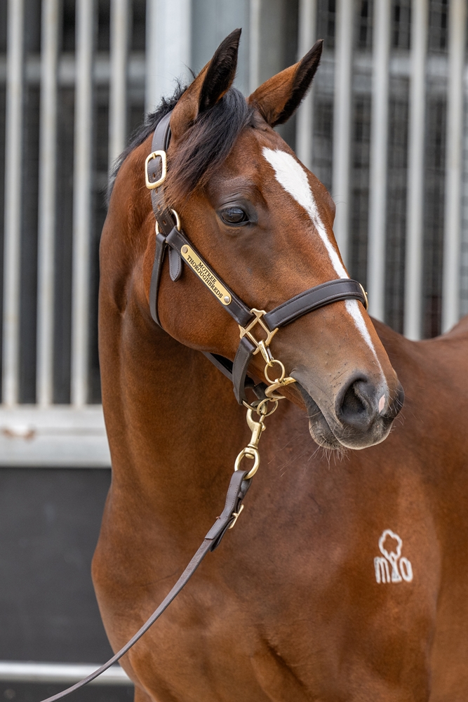 Quick Thinker (AUS) / Heaven's Delight (AUS) 2024 Filly - Image 2
