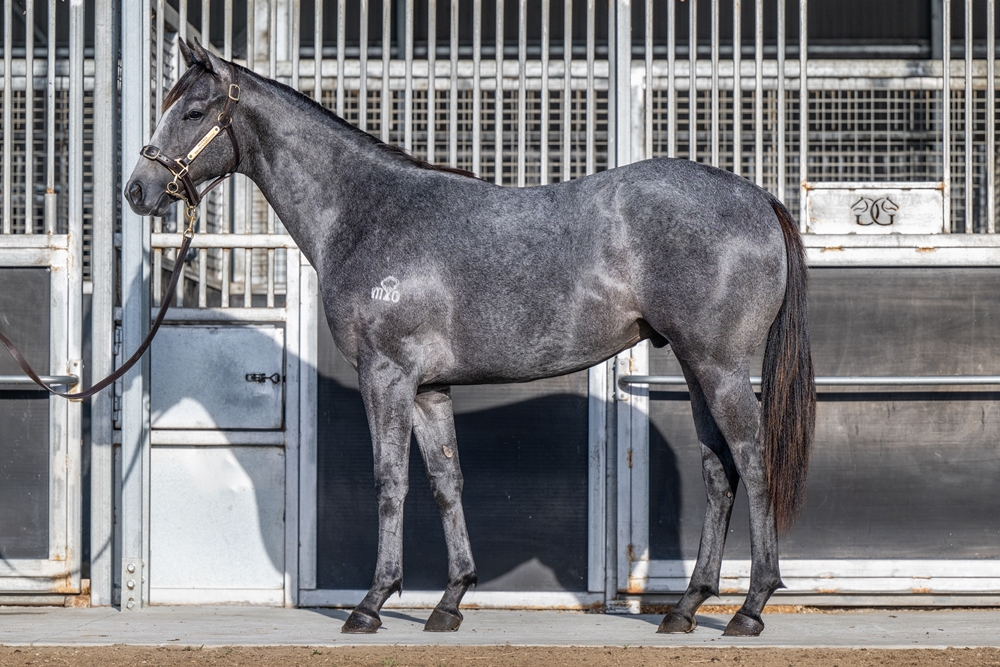 Yulong Prince (SAF) / Hushama (AUS) 2024 Colt - Image 1