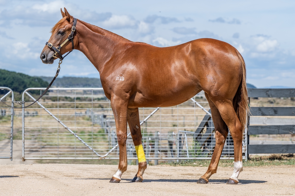 Paulele (AUS) / Jubilance (AUS) 2024 Filly - Image 1