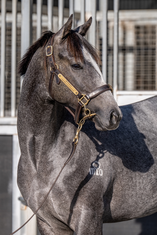 Yulong Prince (SAF) / Hushama (AUS) 2024 Colt - Image 2