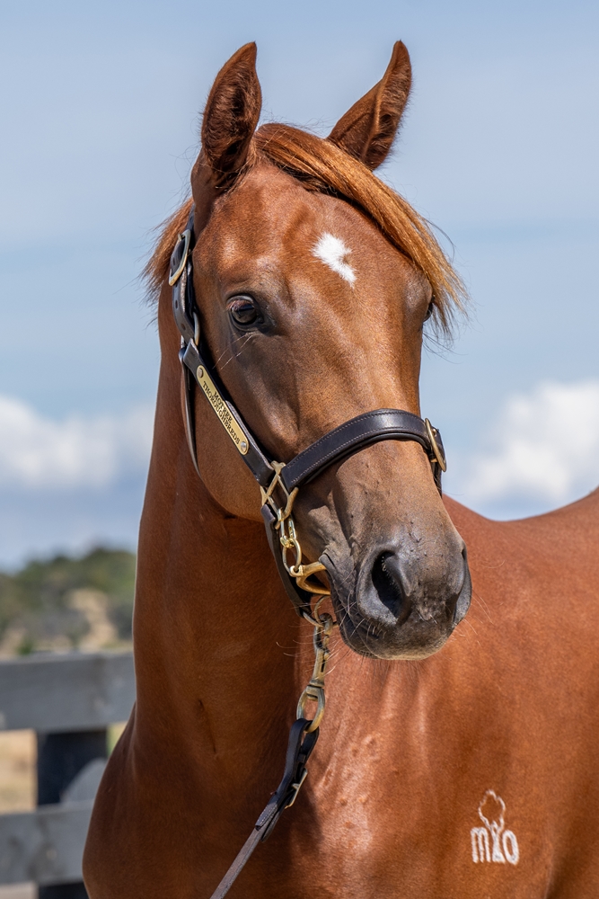 Paulele (AUS) / Jubilance (AUS) 2024 Filly - Image 2