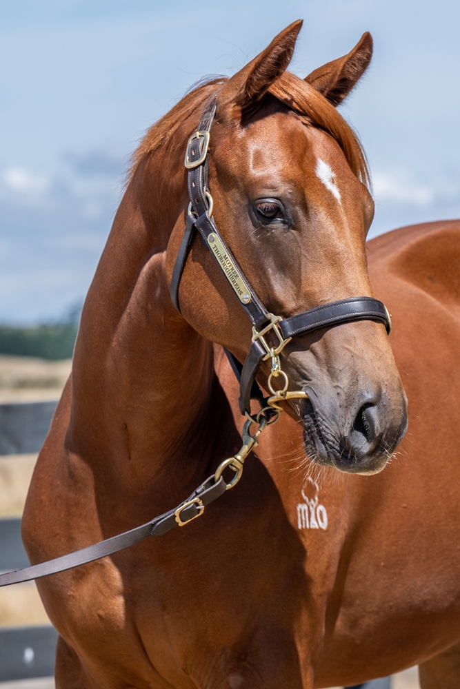 Paulele (AUS) / Jubilance (AUS) 2024 Filly - Image 3