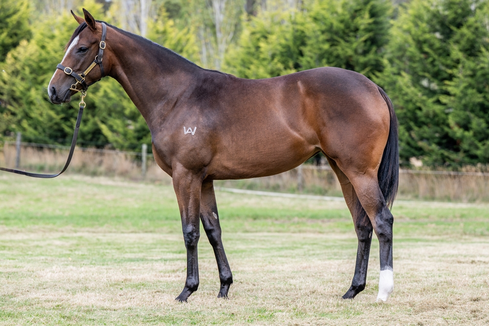 Alpine Eagle (AUS) / La Bella Luisa (AUS) 2024 Filly - Image 1
