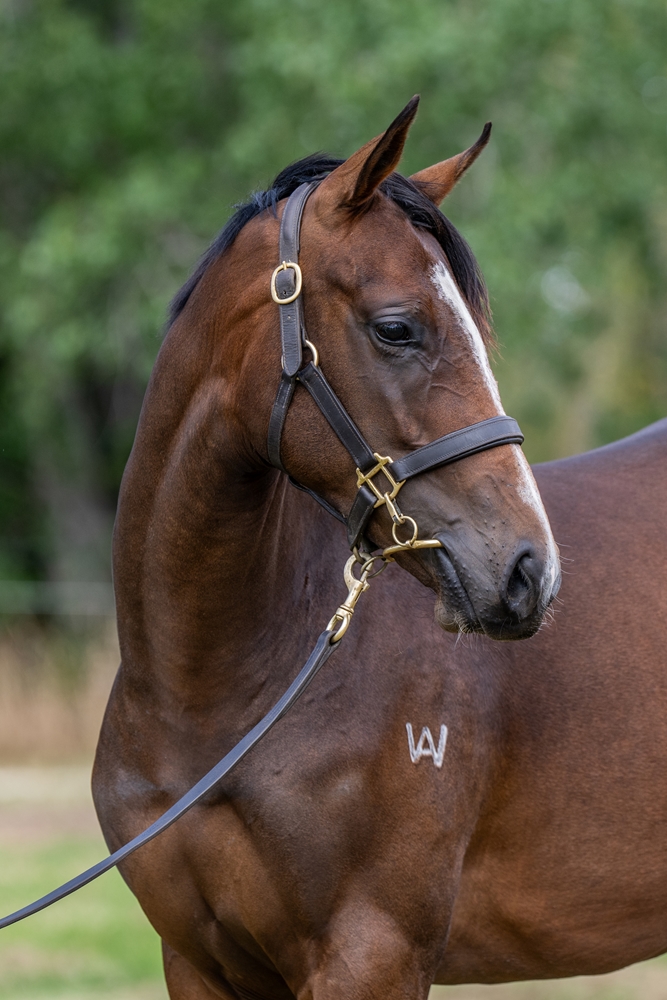 Alpine Eagle (AUS) / La Bella Luisa (AUS) 2024 Filly - Image 2