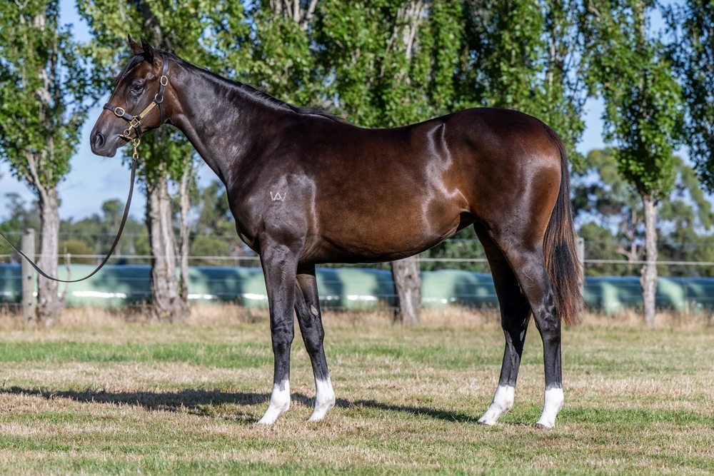 Needs Further (AUS) / Oh So Gold (AUS) 2024 Filly - Image 1