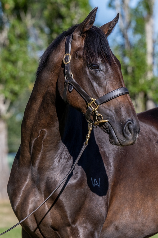 Needs Further (AUS) / Oh So Gold (AUS) 2024 Filly - Image 2