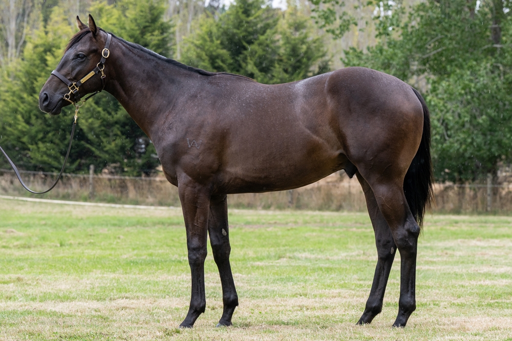 Artorius (AUS) / Palazzo Miss (AUS) 2024 Colt - Image 1