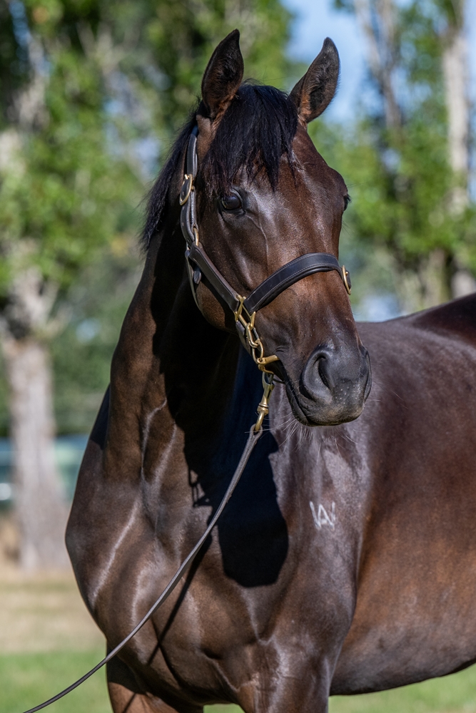 Needs Further (AUS) / Oh So Gold (AUS) 2024 Filly - Image 3
