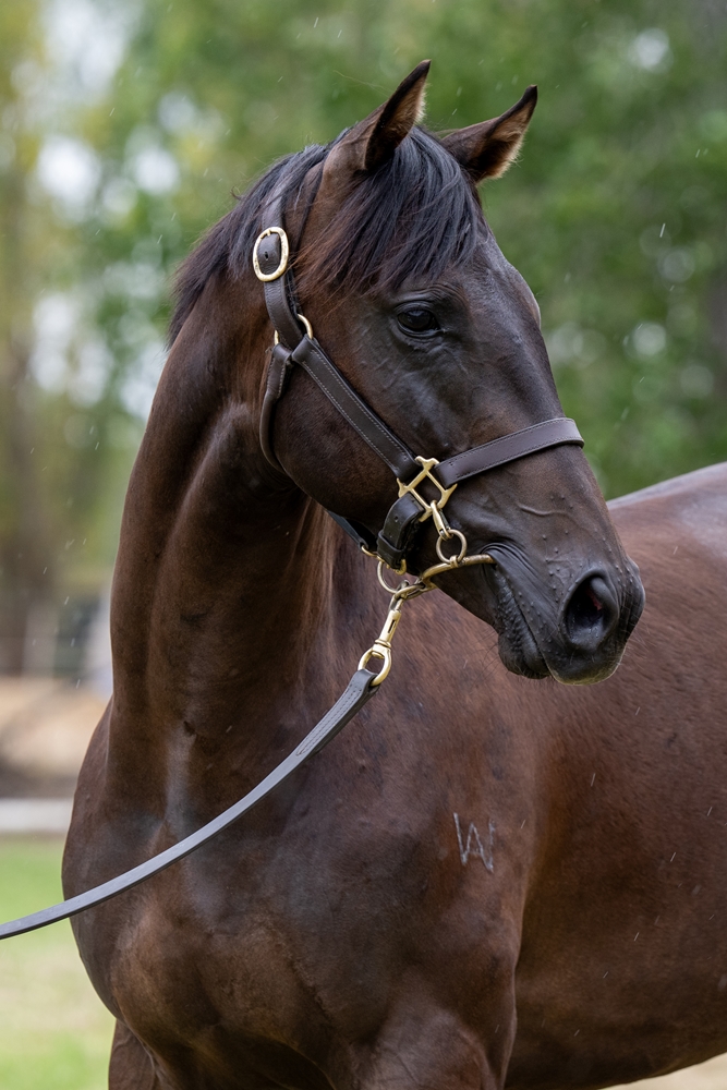 Artorius (AUS) / Palazzo Miss (AUS) 2024 Colt - Image 2