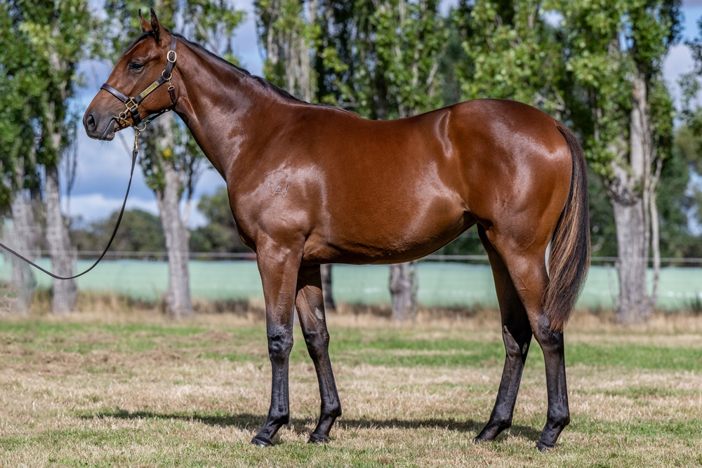 Needs Further (AUS) / Segolene (AUS) 2024 Filly - Image 1