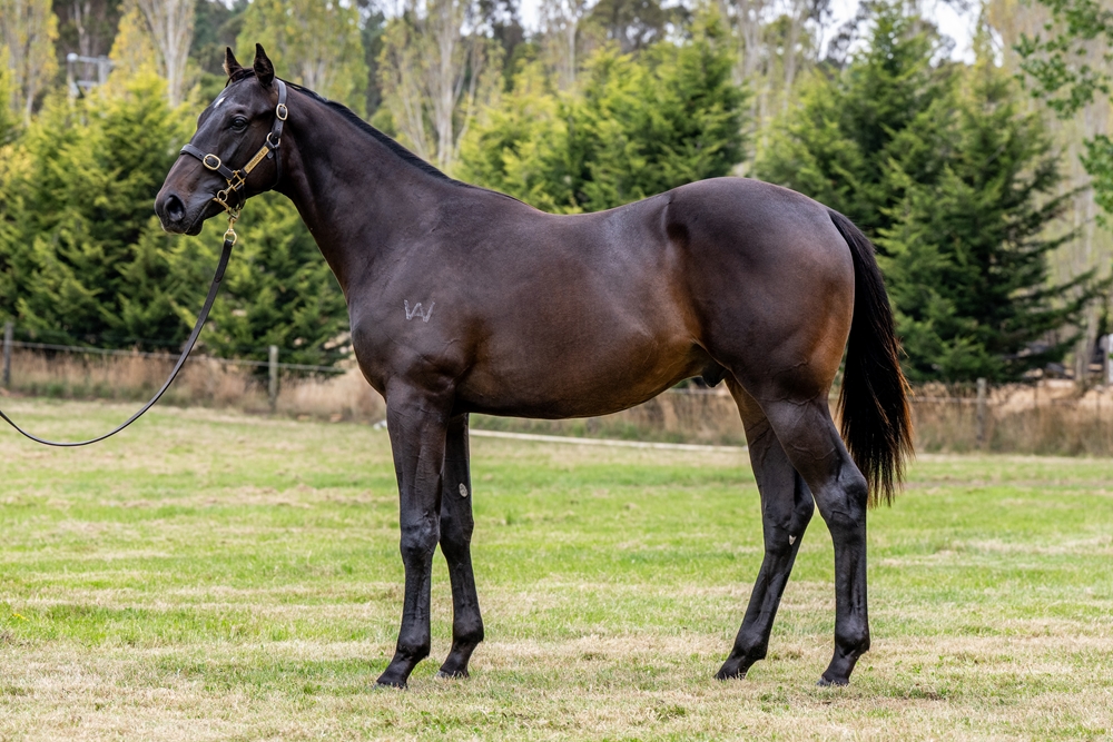 Shamus Award (AUS) / Sirene Stryker (AUS) 2024 Colt - Image 1