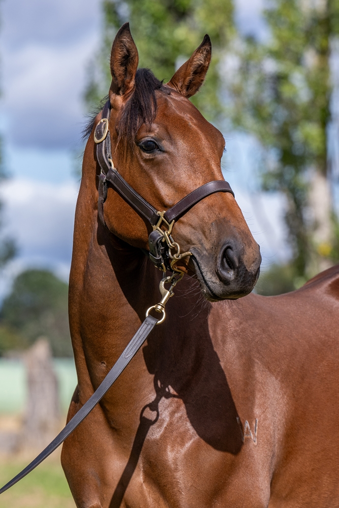 Needs Further (AUS) / Segolene (AUS) 2024 Filly - Image 2