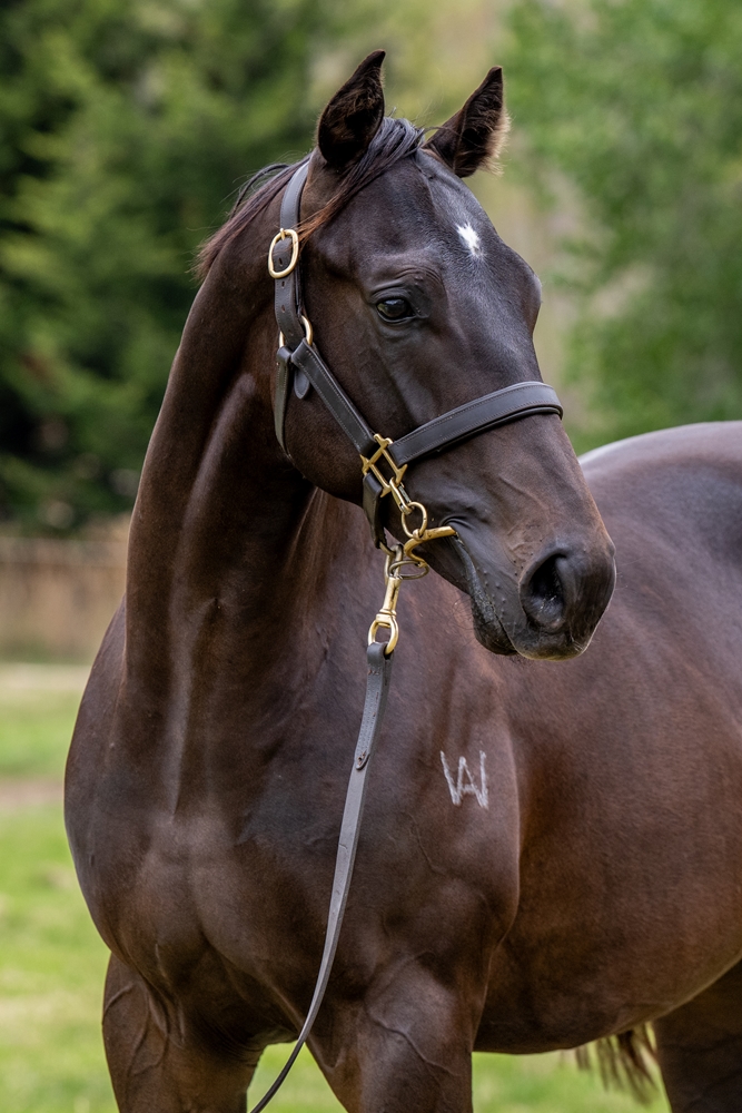 Shamus Award (AUS) / Sirene Stryker (AUS) 2024 Colt - Image 2