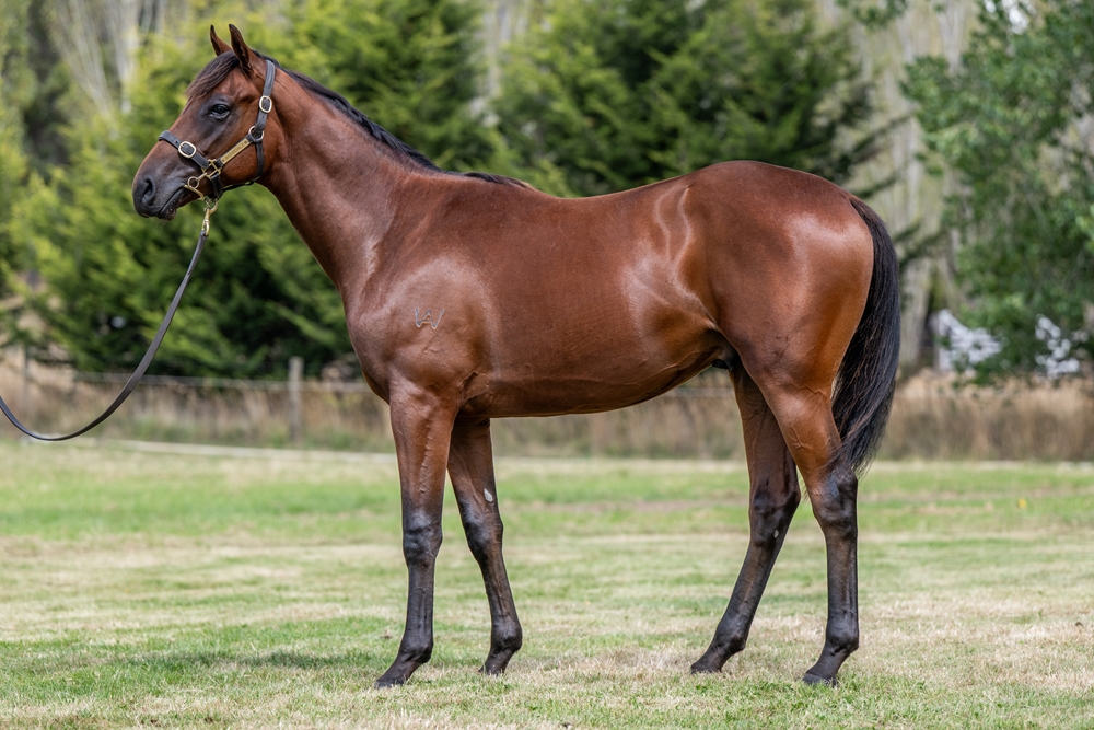 Needs Further (AUS) / Smashin' Mila (AUS) 2024 Colt - Image 1